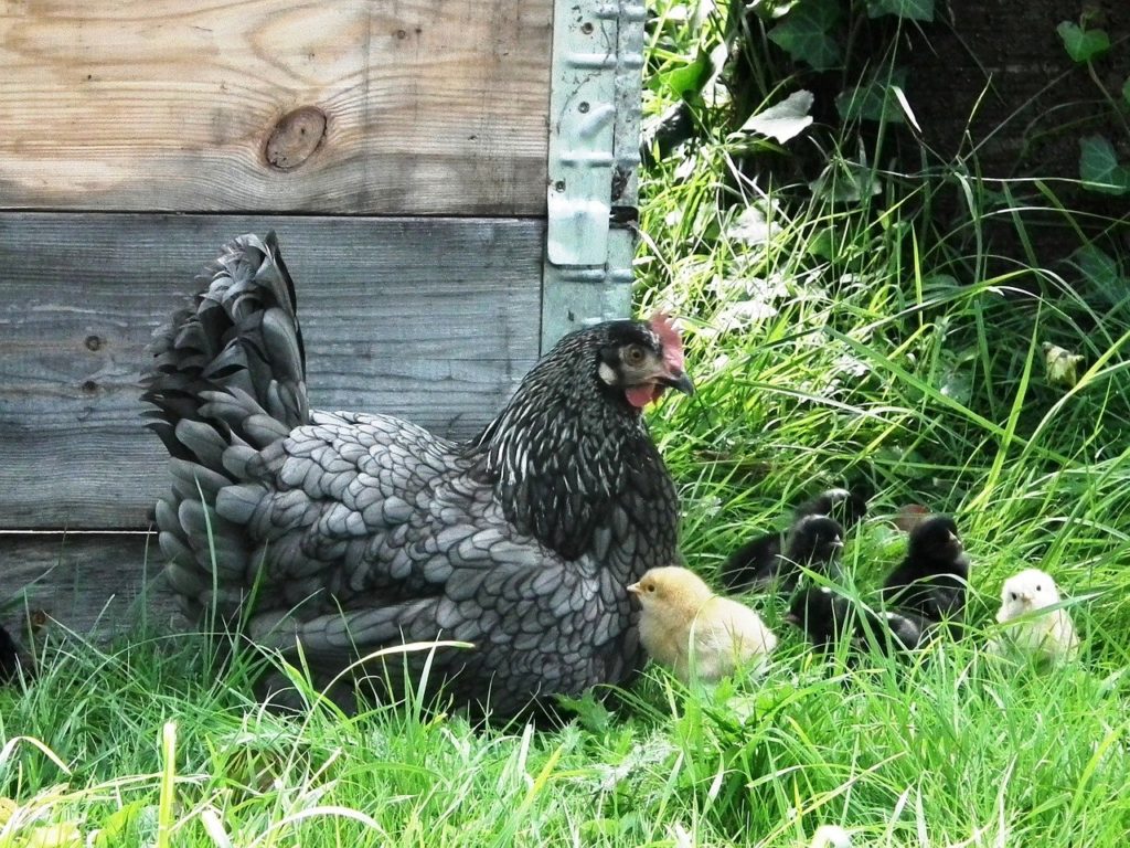 pollaio per galline
